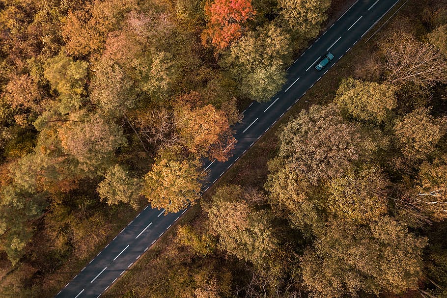 way, forest, tree, landscape, forests, autumn, car, drone, bird species HD wallpaper