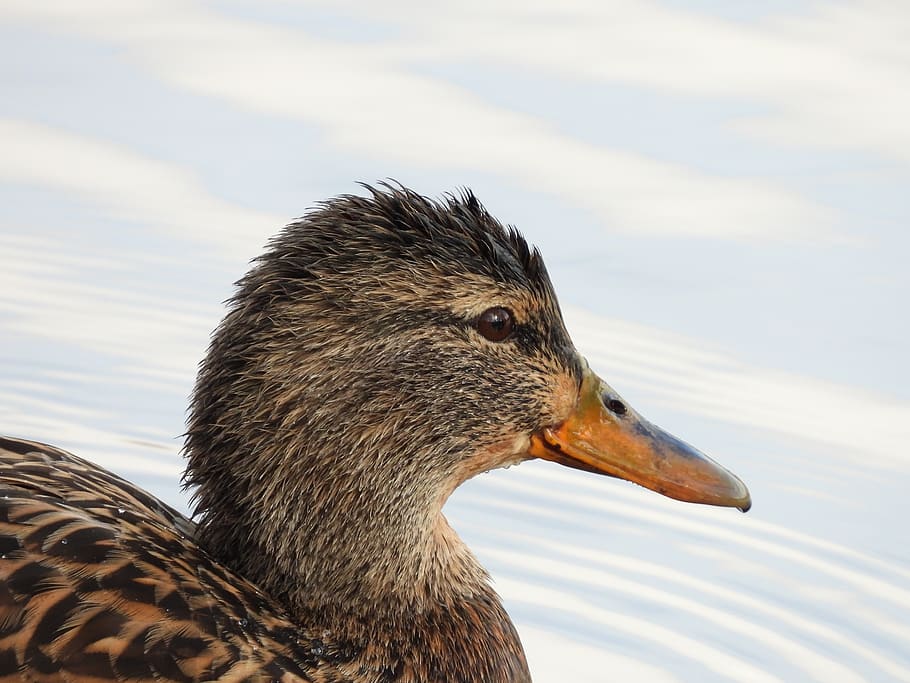 duck, nature, beak, bird, pen, birds, one animal, animal wildlife HD wallpaper