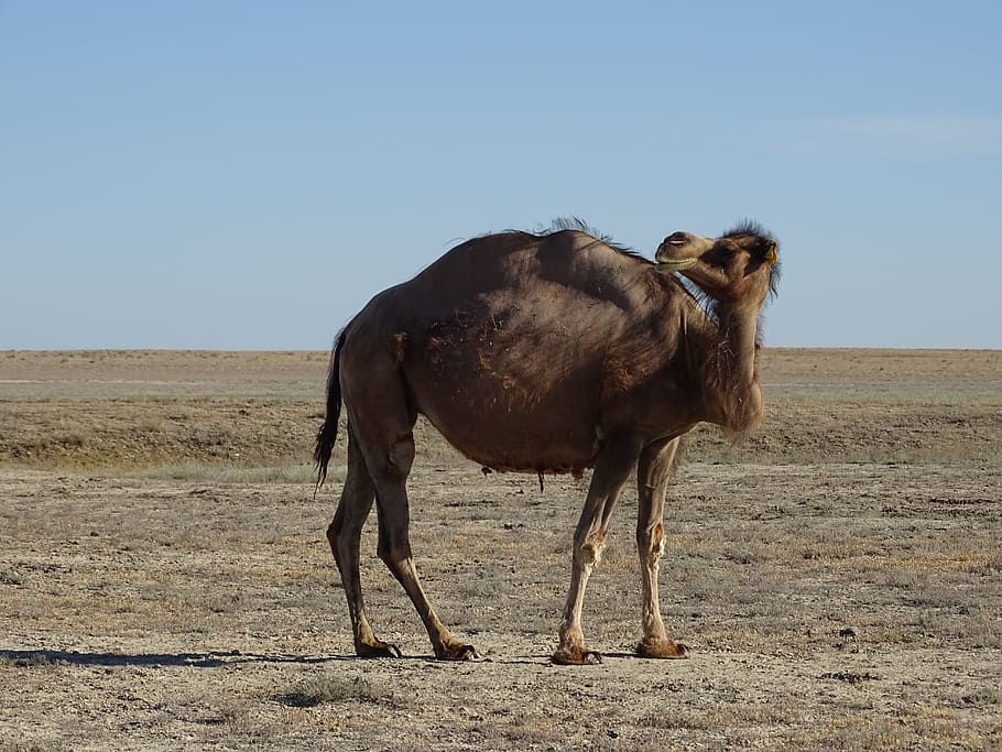 camel, steppe, desert, kazakhstan, summer, heat, molt, wool