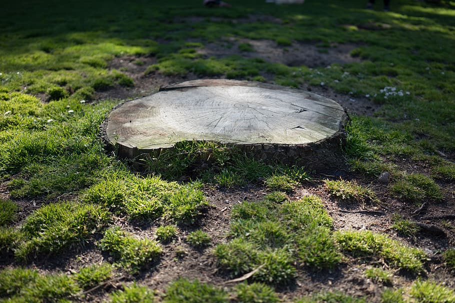tree, cut, down, chop, trunk, log, grass, field, meadow, forest HD wallpaper
