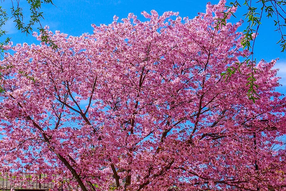 cherry tree, spring, bloom, flower, pink, cherry blossoms, nature HD wallpaper