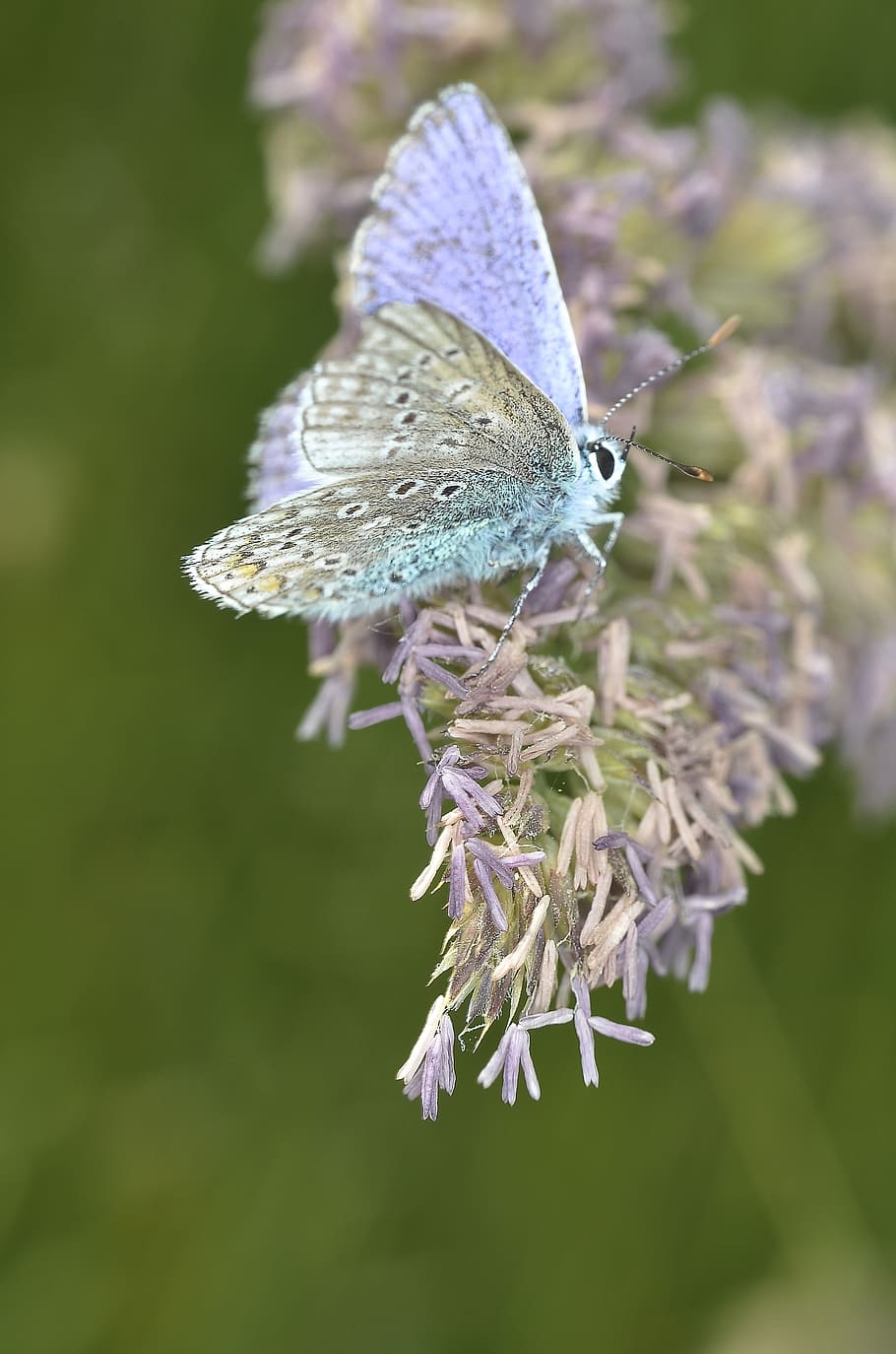 Purple White Butterfly on Purple Petaled Flower during Daytime HD wallpaper