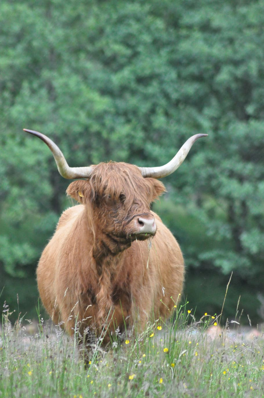 united kingdom, fort william, ben nevis, animal themes, mammal HD wallpaper