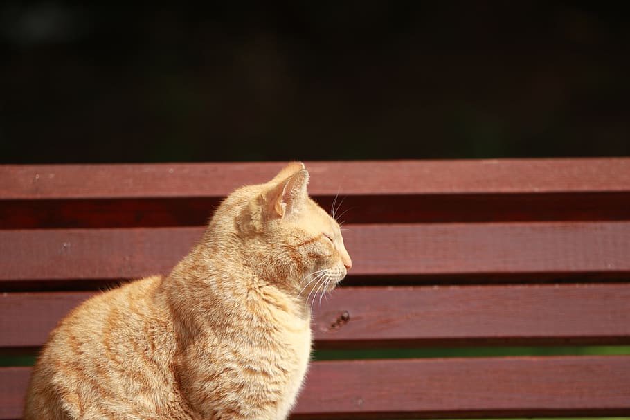cat, bench, park, sun, relaxing, outdoor, mammal, animal themes HD wallpaper