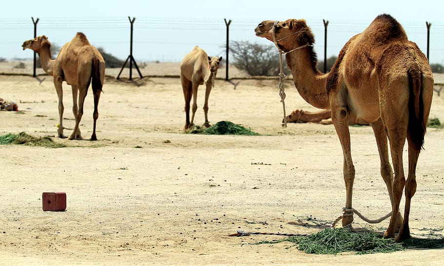 camel, desert, qatar, farm, domestic, domesticated, group, three, HD wallpaper