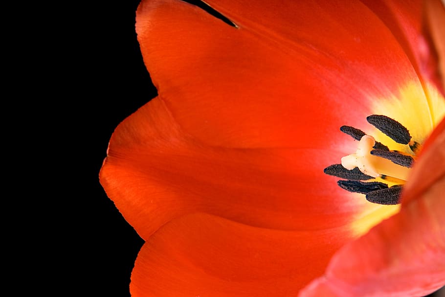 tulip, red, isolated, bud, netherlands, floral, white, spring HD wallpaper