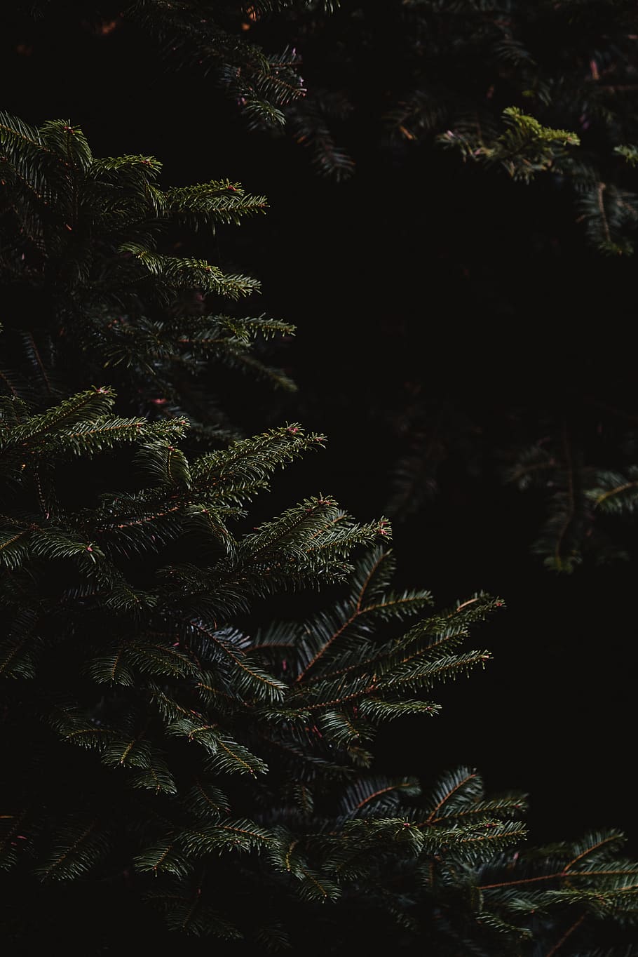 green leafed tree, pine, spruce, fir, christmas, holiday, seasonal HD wallpaper