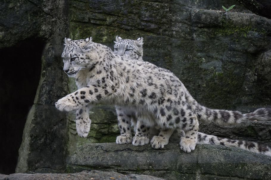 snow leopard, wild, predator, big cat, zoo, snow leopards, animal HD wallpaper