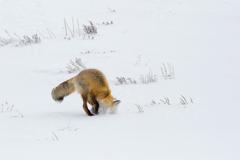 fox, red, digging, hunter, hunting, wildlife, nature, snow HD wallpaper