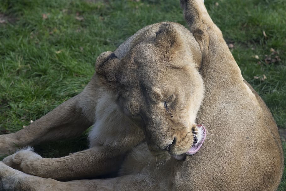 lioness, blijdorp, predators, rotterdam, mammal, animal themes HD wallpaper