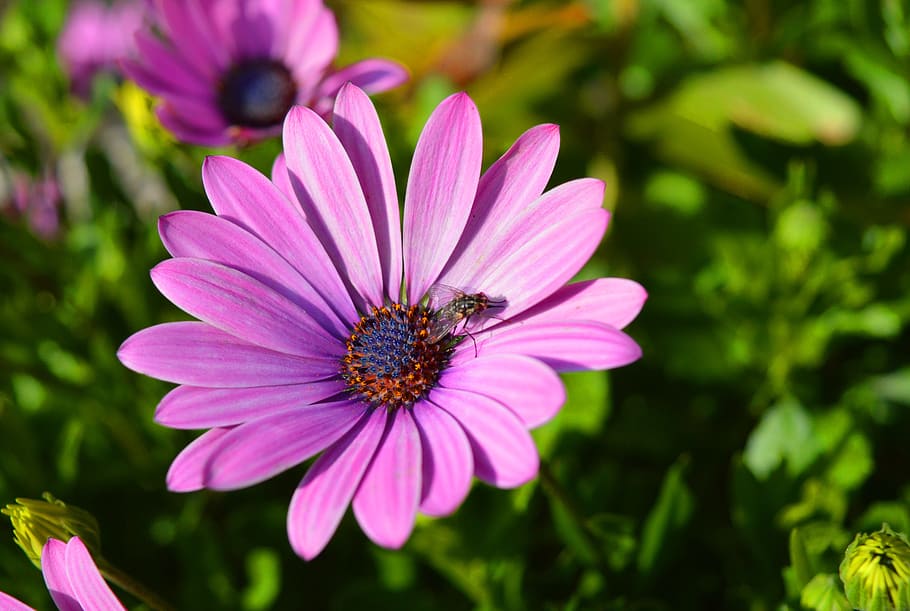 flower, blossom, bloom, fly, close up, flowering plant, beauty in nature HD wallpaper