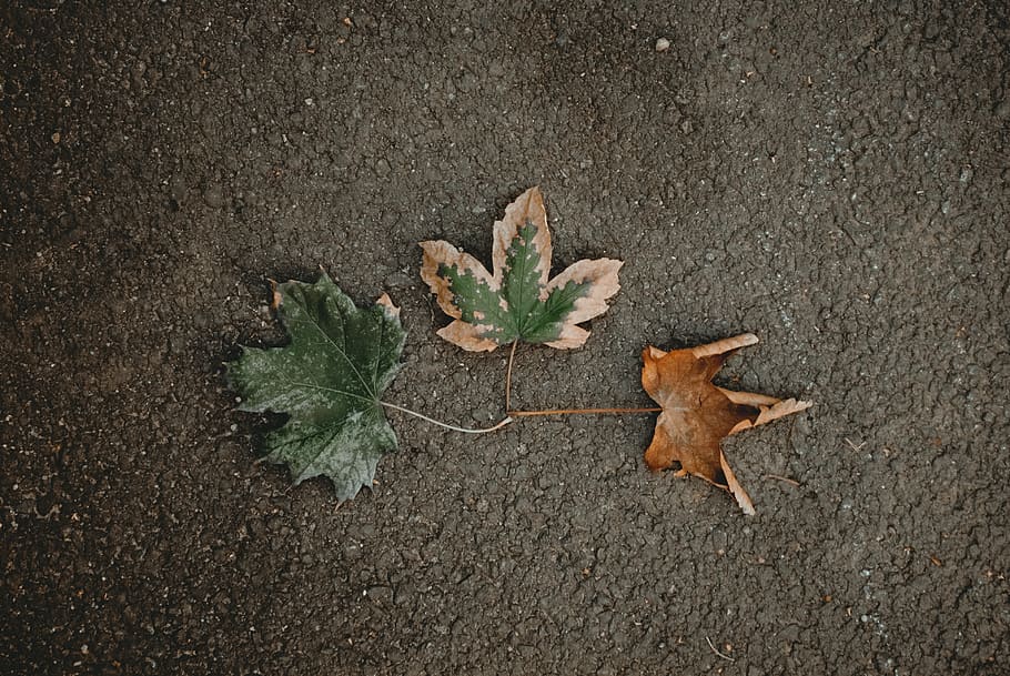 Green Leaf on Black Concrete Surface, color, dried leaf, dry HD wallpaper