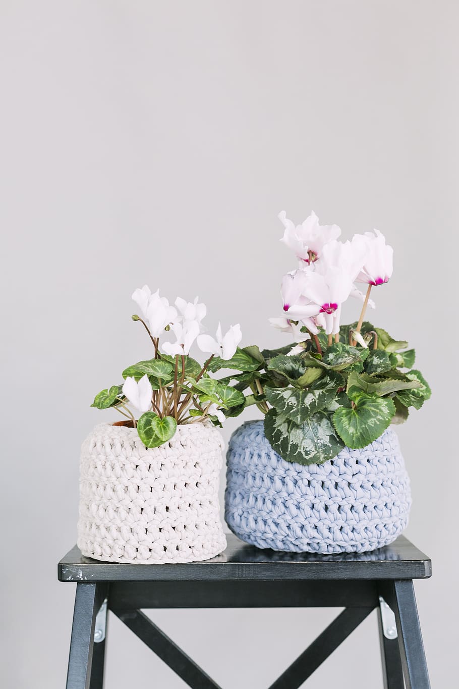 Two White and Blue Crochet Flower Pot, beautiful, bloom, blooming, HD wallpaper