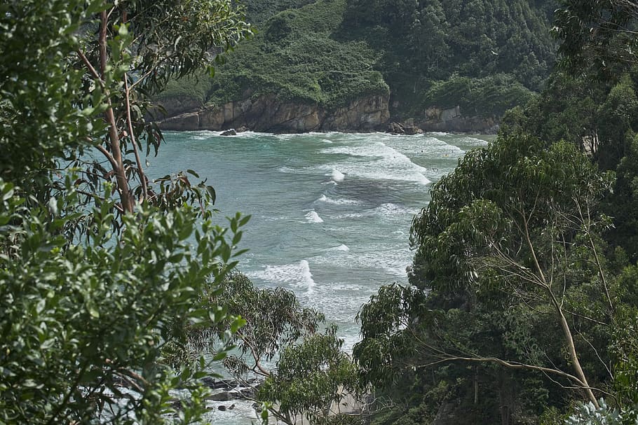 beach, waves, coast, green, forest, trees, branches, nature HD wallpaper