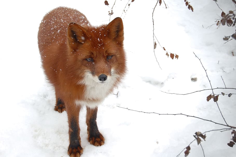 red fox on snowfield, winter, cold temperature, animal, one animal HD wallpaper