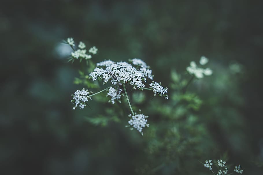 flower, white, petal, bloom, garden, plant, nature, autumn HD wallpaper