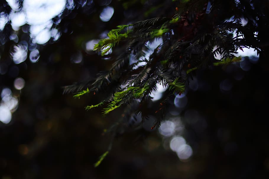 pine, branch, needles, nature, blur, depth, background, hero HD wallpaper