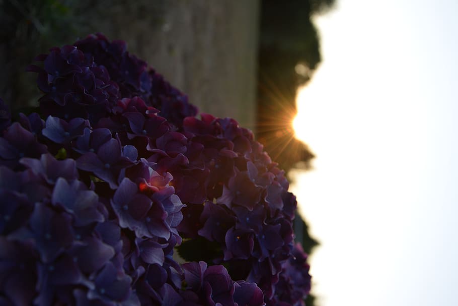 denmark, vejle, sunset, flower, flowering plant, close-up, beauty in nature HD wallpaper