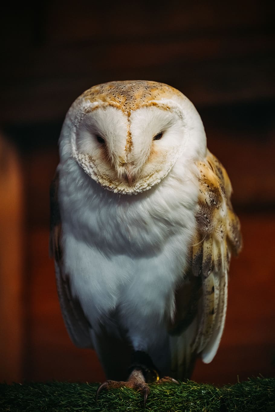 white and brown owl, animal themes, one animal, bird, vertebrate HD wallpaper