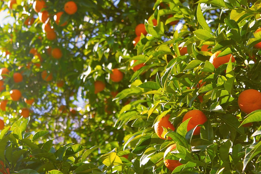 orange tree under sunny sky, leaf, plant part, fruit, growth HD wallpaper