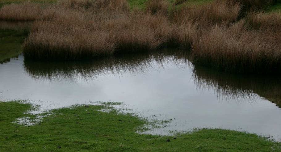 still water, nature, plant, grass, tranquility, lake, reflection HD wallpaper