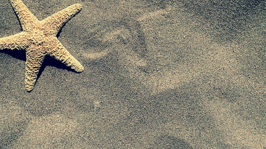 starfish, sand, beach, summer, nature, coast, marine, high angle view HD wallpaper