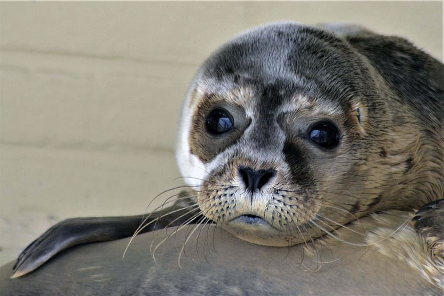 robbe, seal, howler, close up, seal sanctuary, baby, animal welfare HD wallpaper