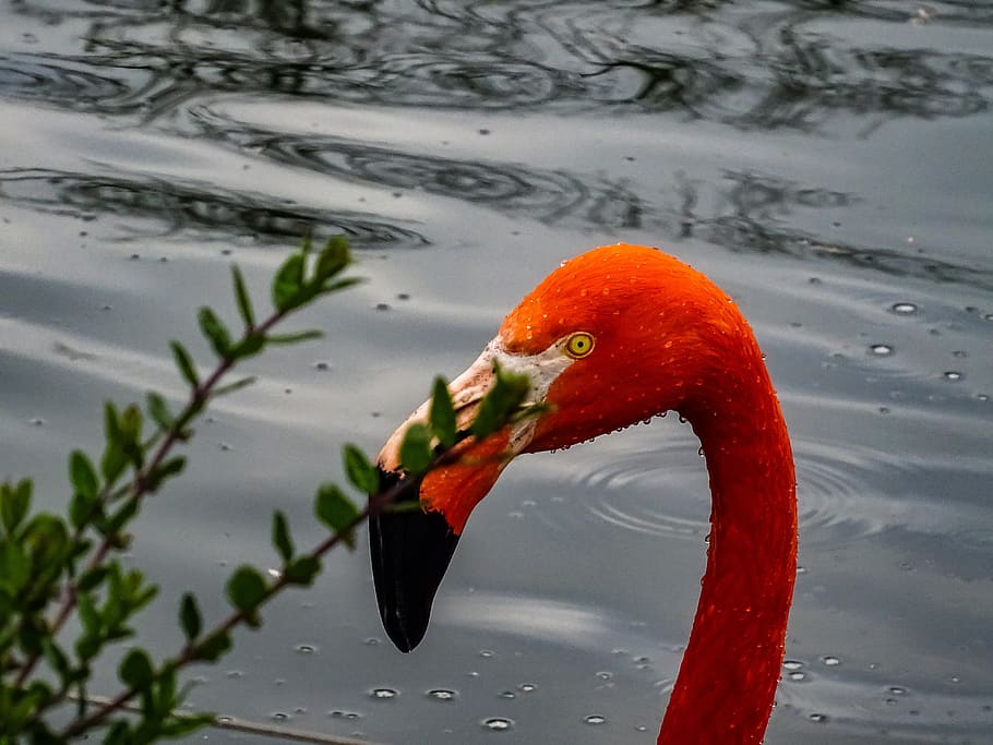 flamingo, face, eye, water, details, focus, zoo, wild, animals HD wallpaper
