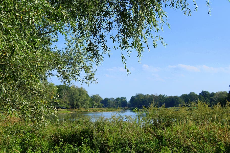 landscape, green, river, view, summer, nature, grass, the environment HD wallpaper
