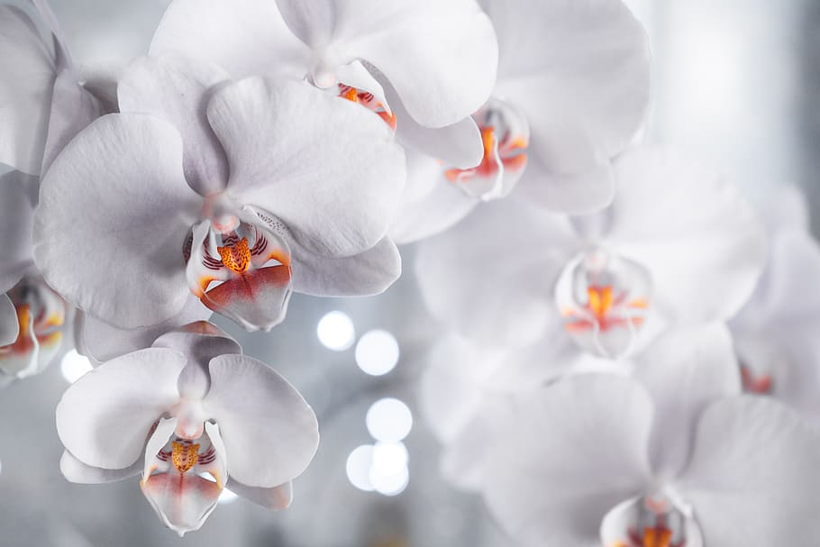 White Petaled Flowers, bloom, blossom, close-up, desktop backgrounds HD wallpaper