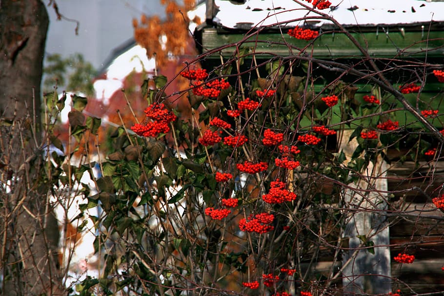 mountainash, rowan, rowan-tree, service-tree, winter, plant HD wallpaper