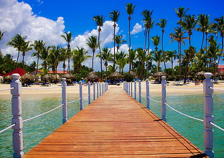 View of Palm Trees on Beach, deck, dock, holiday, hotel, leisure HD wallpaper