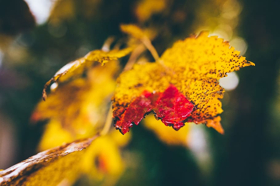 leaf, leaves, fall, rain, tree, branch, yellow, red, autumn HD wallpaper