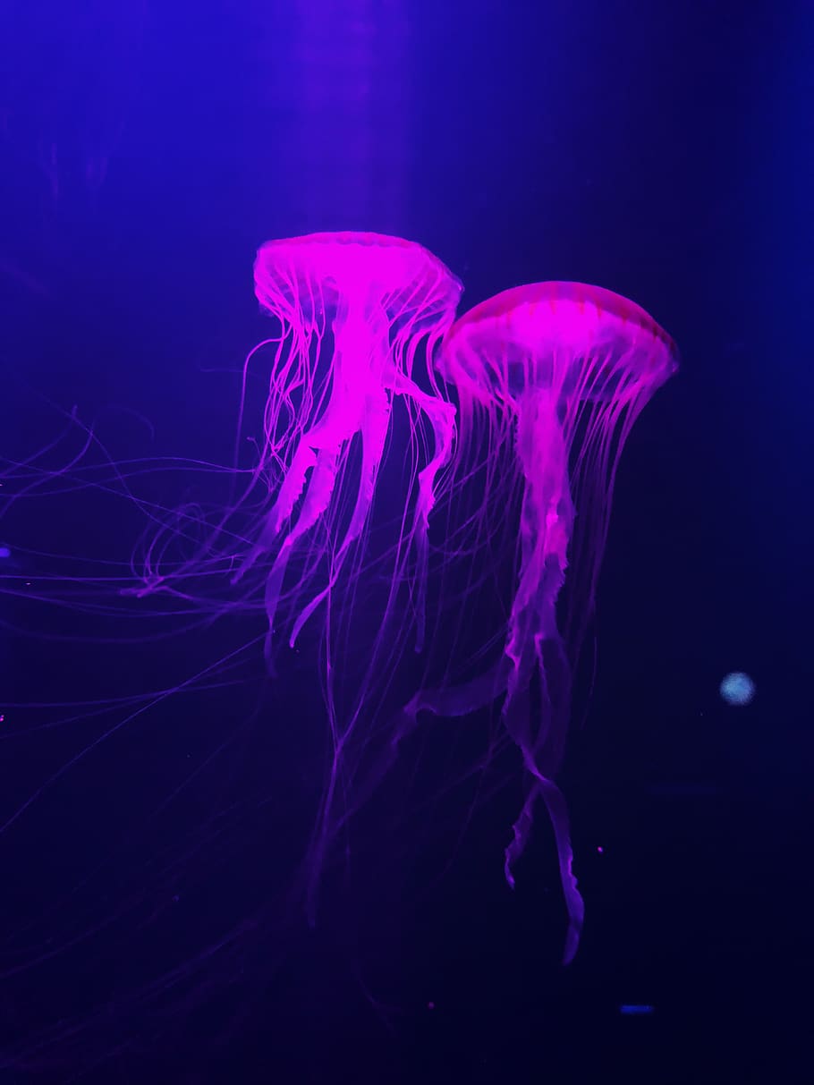 jellyfish, sea, underwater, marine, animals in the wild, sea life HD wallpaper