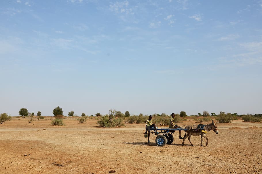 senegal, sokone, desert, donkey, carriage, child, african, transport, HD wallpaper