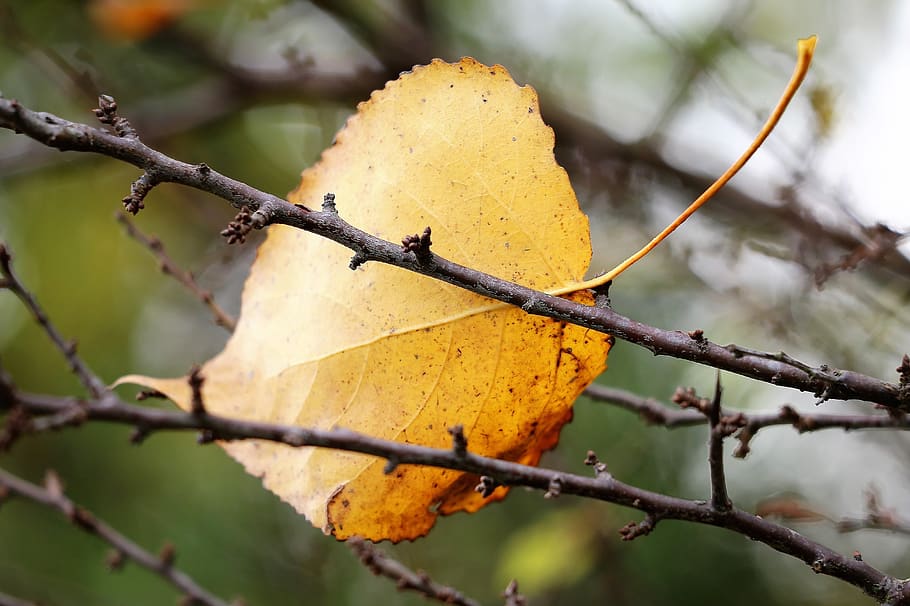 yellow leaf, branches, foliage, autumn, nature, outdoor, focus on foreground, HD wallpaper