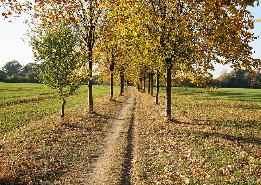 autumn, yellow, path, the trail, foliage, fallen, nature, trees HD wallpaper