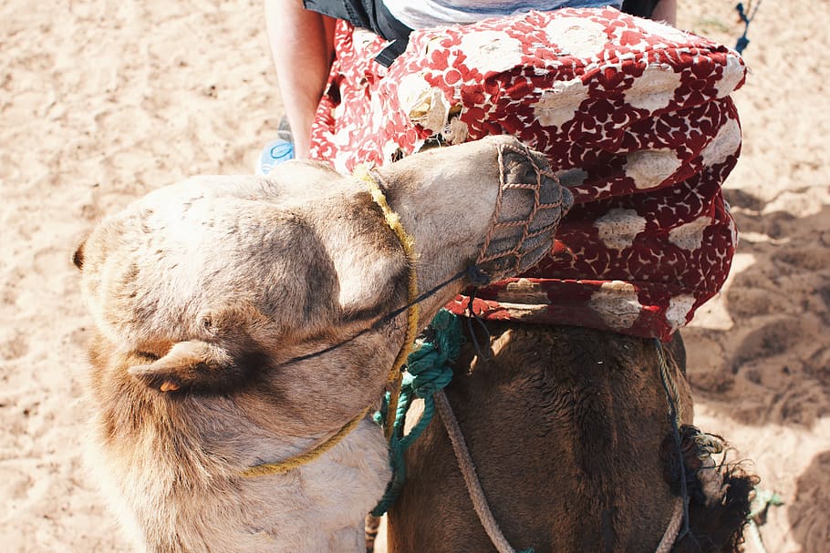 a brown camel, mammal, domestic animals, pets, one animal, livestock HD wallpaper