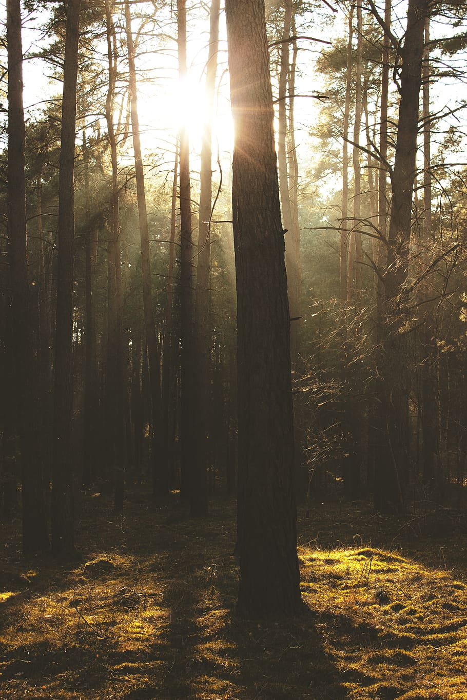 Silhouette Of Trees , backlit, environment, forest, nature, outdoors HD wallpaper