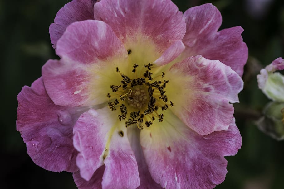 flowers, pollen, nectar, petals, pink, yellow, nature, flowering plant HD wallpaper