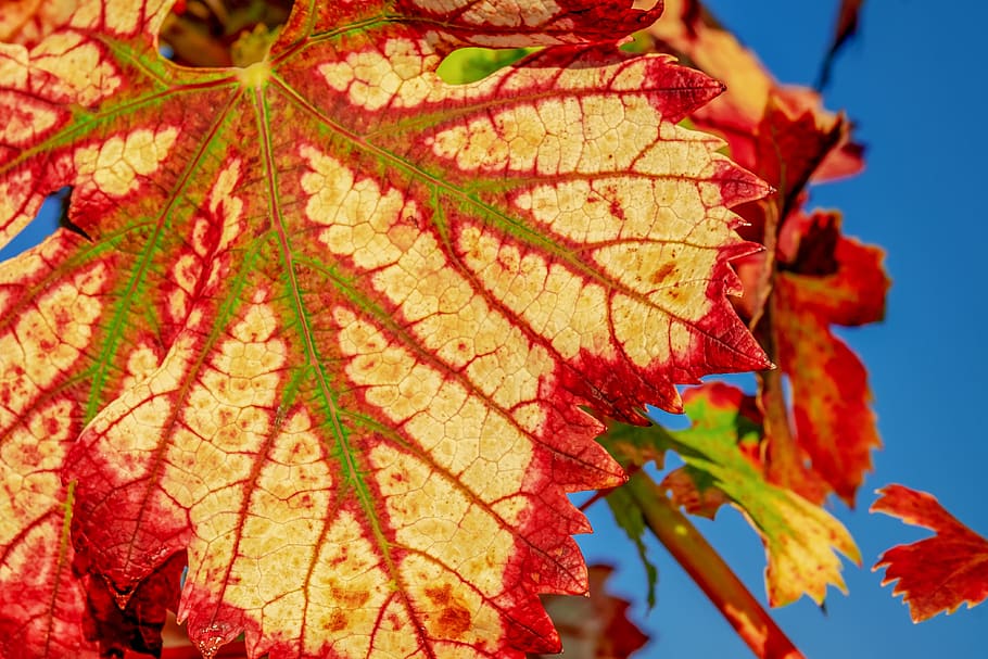 wine leaf, fall color, structure, autumn motive, leaves, bright HD wallpaper