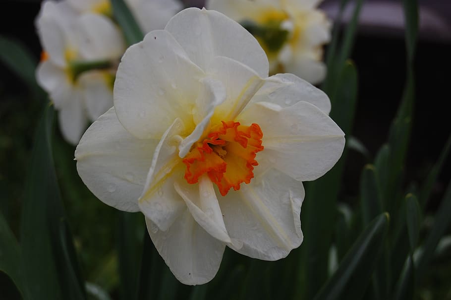 narcissus, flower, plants, spring, garden, white, yellow, petals HD wallpaper