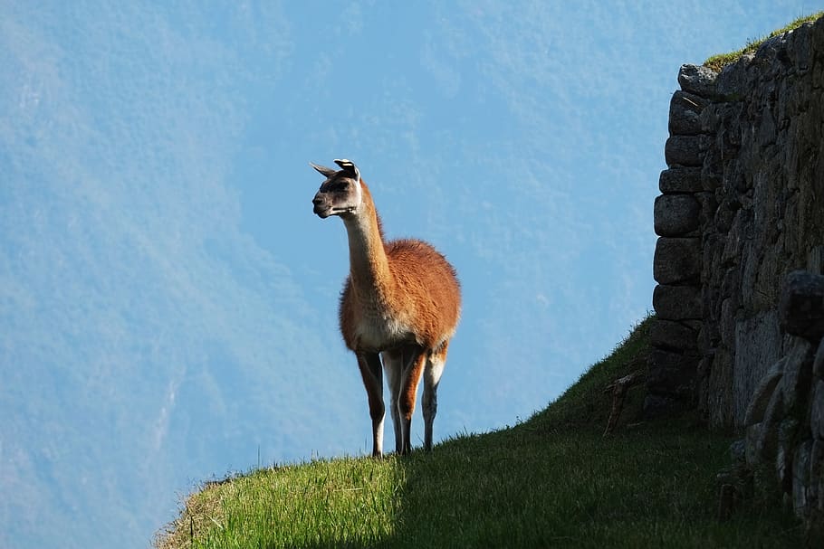 alpaca, peru, llama, mammal, fluffy, nature, animal themes HD wallpaper