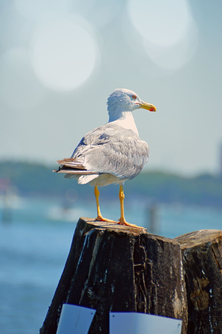 100 Seagull Pictures HQ  Download Free Images on Unsplash