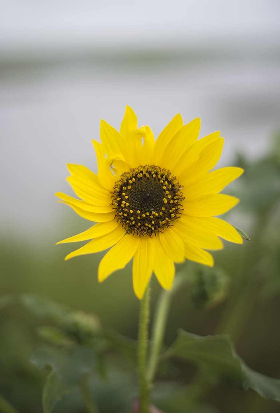 flower, flowering plant, yellow, freshness, fragility, growth HD wallpaper