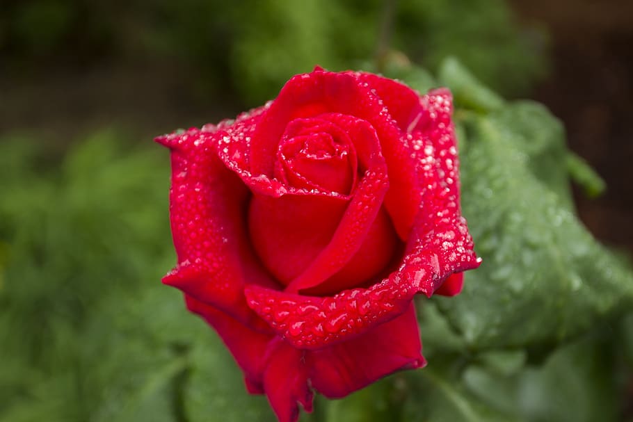 rose, red, flower, bloom, blossom, plant, droplets, water, dew HD wallpaper