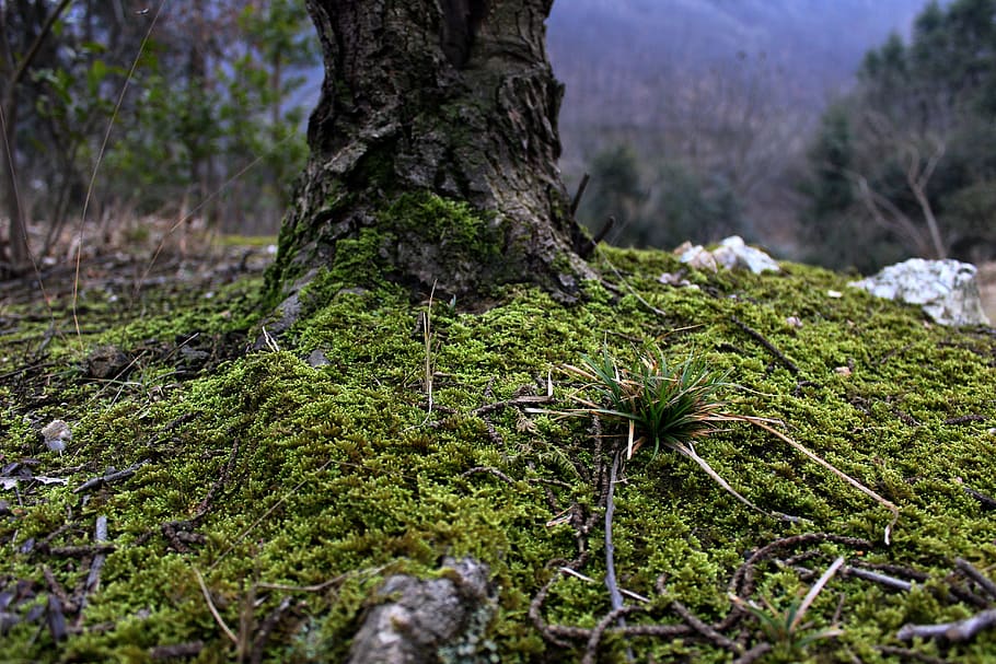 trees, plant, growth, land, nature, forest, moss, green color HD wallpaper