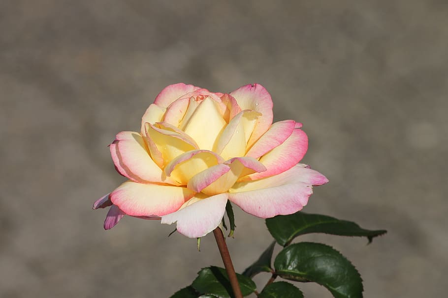 rose, pink, white, yellow, tender, rose bloom, pink rose, flowers HD wallpaper