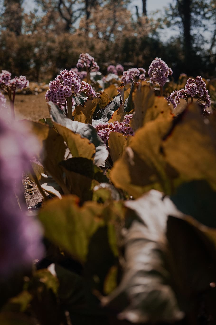 plant, growth, selective focus, nature, beauty in nature, flower HD wallpaper