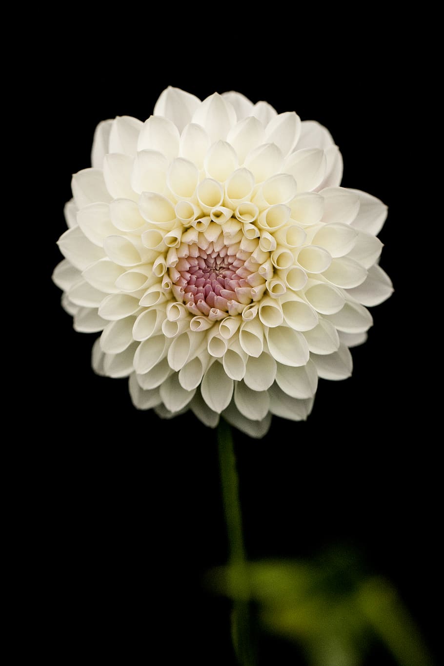 White Petaled Flower, beautiful, black background, bloom, blooming HD wallpaper